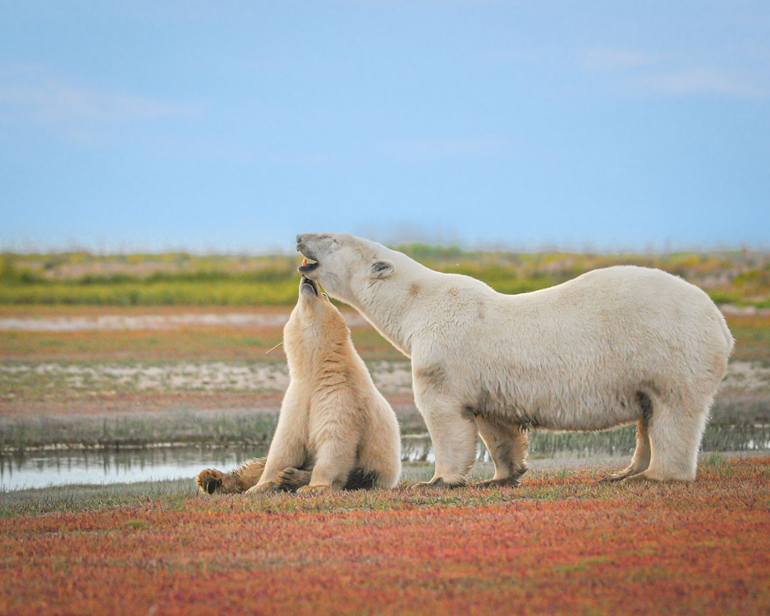 Tender moment. Polar bear mom and cub at Nanuk Polar Bear Lodge. Albert Saunders photo.