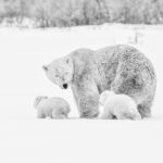 Polar bear mom and cubs in the snow at Nanuk Polar Bear Lodge. Albert Saunders photo.