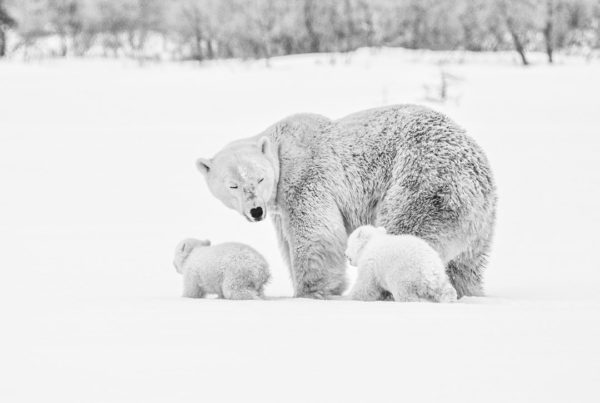 Polar bear mom and cubs in the snow at Nanuk Polar Bear Lodge. Albert Saunders photo.