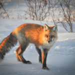 Red fox. Nanuk Polar Bear Lodge. Albert Saunders photo.