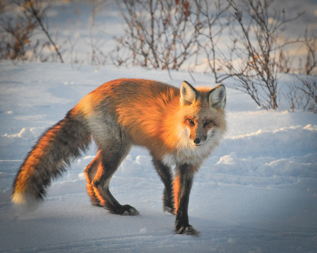 Red fox. Nanuk Polar Bear Lodge. Albert Saunders photo.
