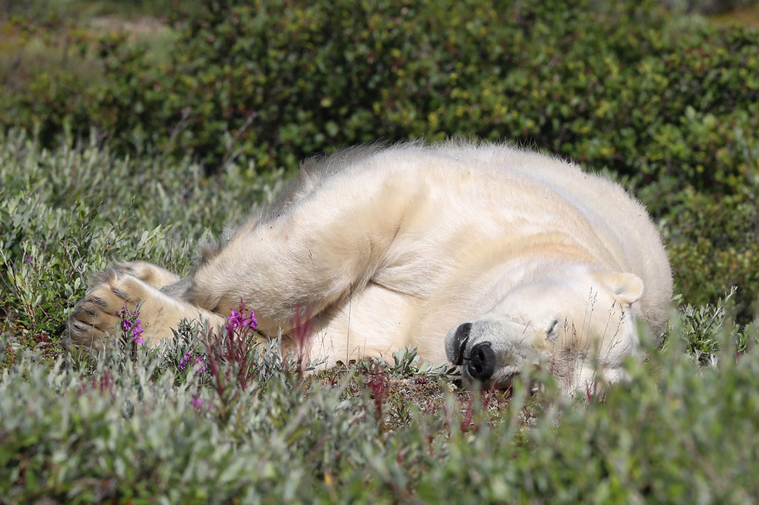 Polar bear conserving energy at Seal River Heritage Lodge. Judith Herrdum photo.