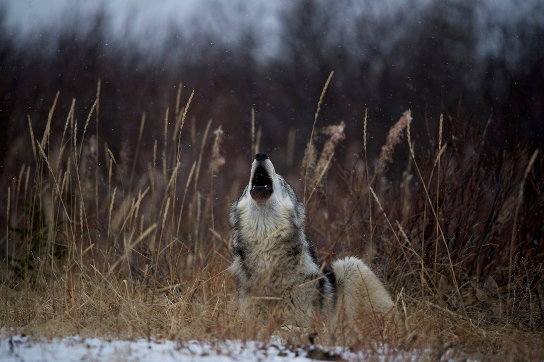 Wolf howling at Nanuk Polar Bear Lodge. Andy Skillen photo.