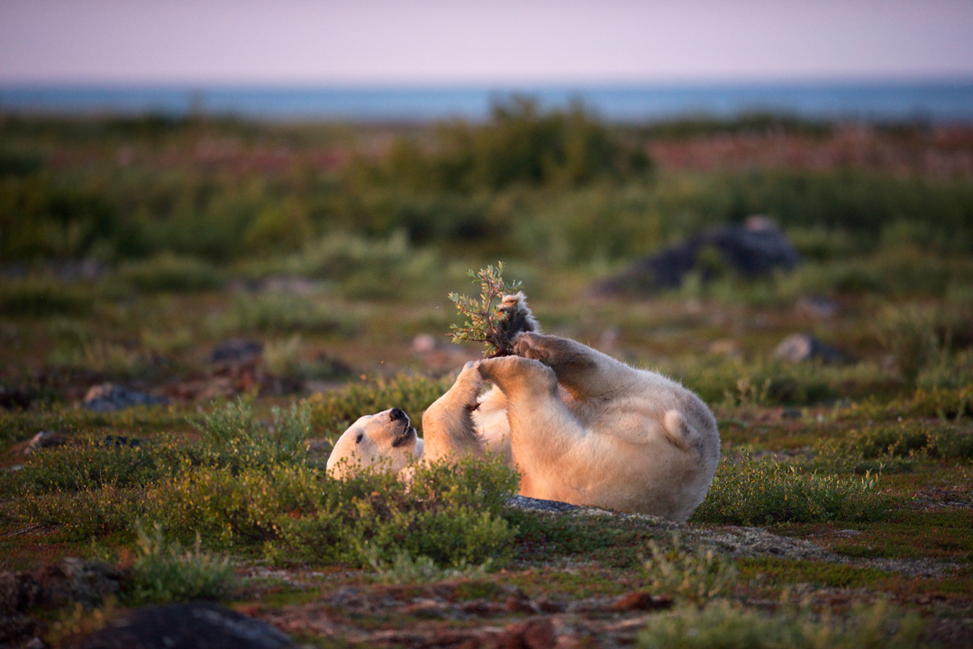 Polar Bear Tours and Arctic Safaris 2021-2022 by Season, Ecolodge and Date