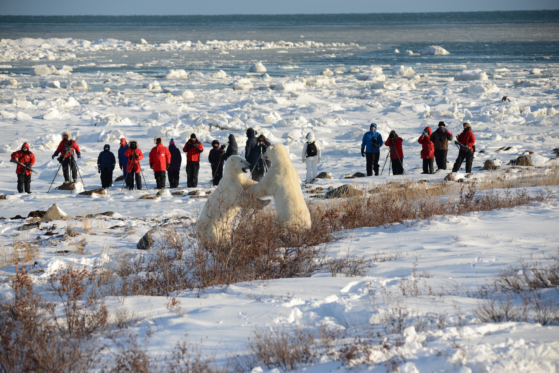 Front row to sparring polar bears at Seal River heritage Lodge. Bill Lyne photo.