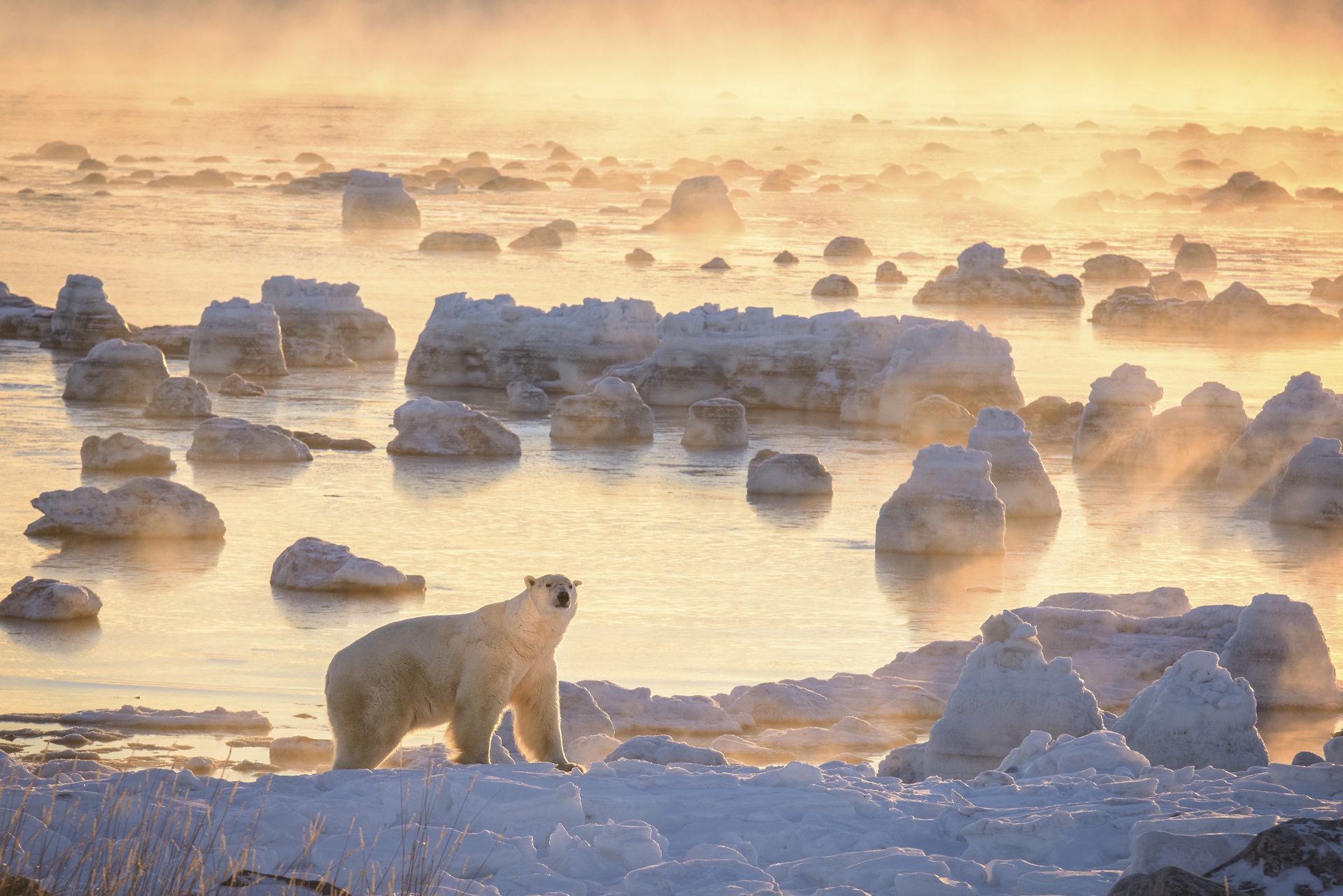 Polar bear in ice fog on the Polar Bear Photo Safari at Seal River Heritage Lodge. Rick Beldegreen photo.