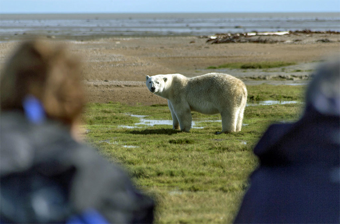 Walking with (and photographing) polar bears at Nanuk. Robert Postma photo.