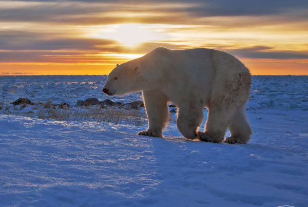 Polar bear at Sunset. Ian Johnson photo.
