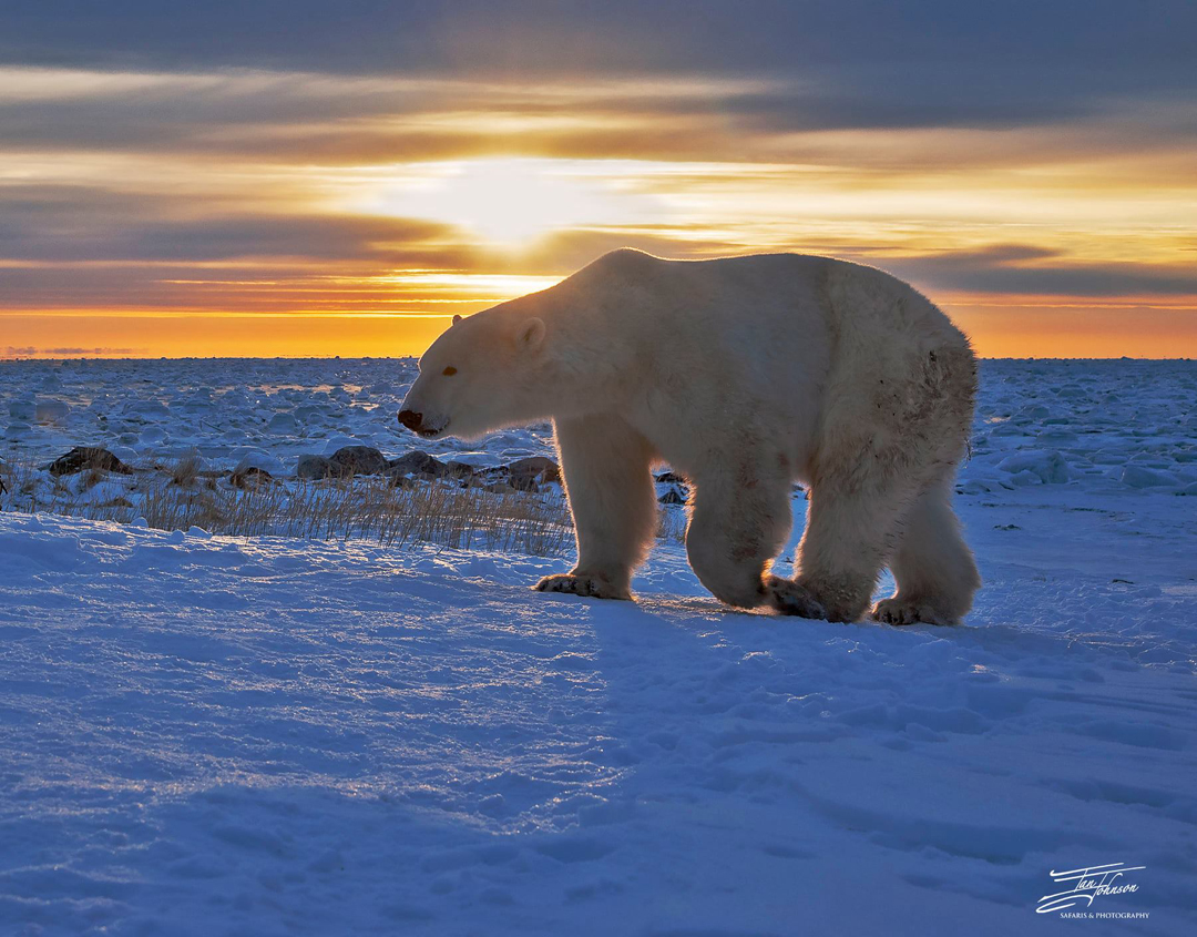 Polar bear at Sunset. Ian Johnson photo.