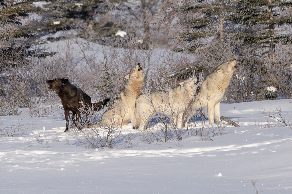 Communication. Wolves howling at Nanuk. ArcticWild.net photo.