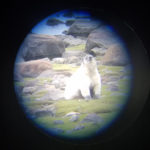 Polar bear in scope. Seal River Heritage Lodge.