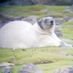 Big healthy female polar bear. Seal Rive Heritage Lodge.