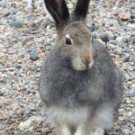 Arctic hare. Seal River Heritage Lodge.