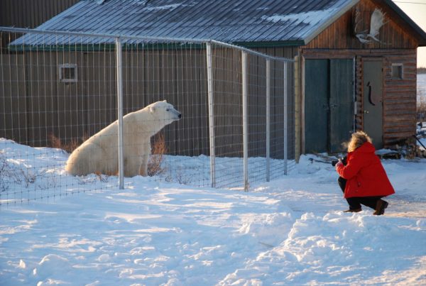 Polar bear and guest at fence. Dymond Lake Ecolodge. Debra Lynn Hartsell photo.