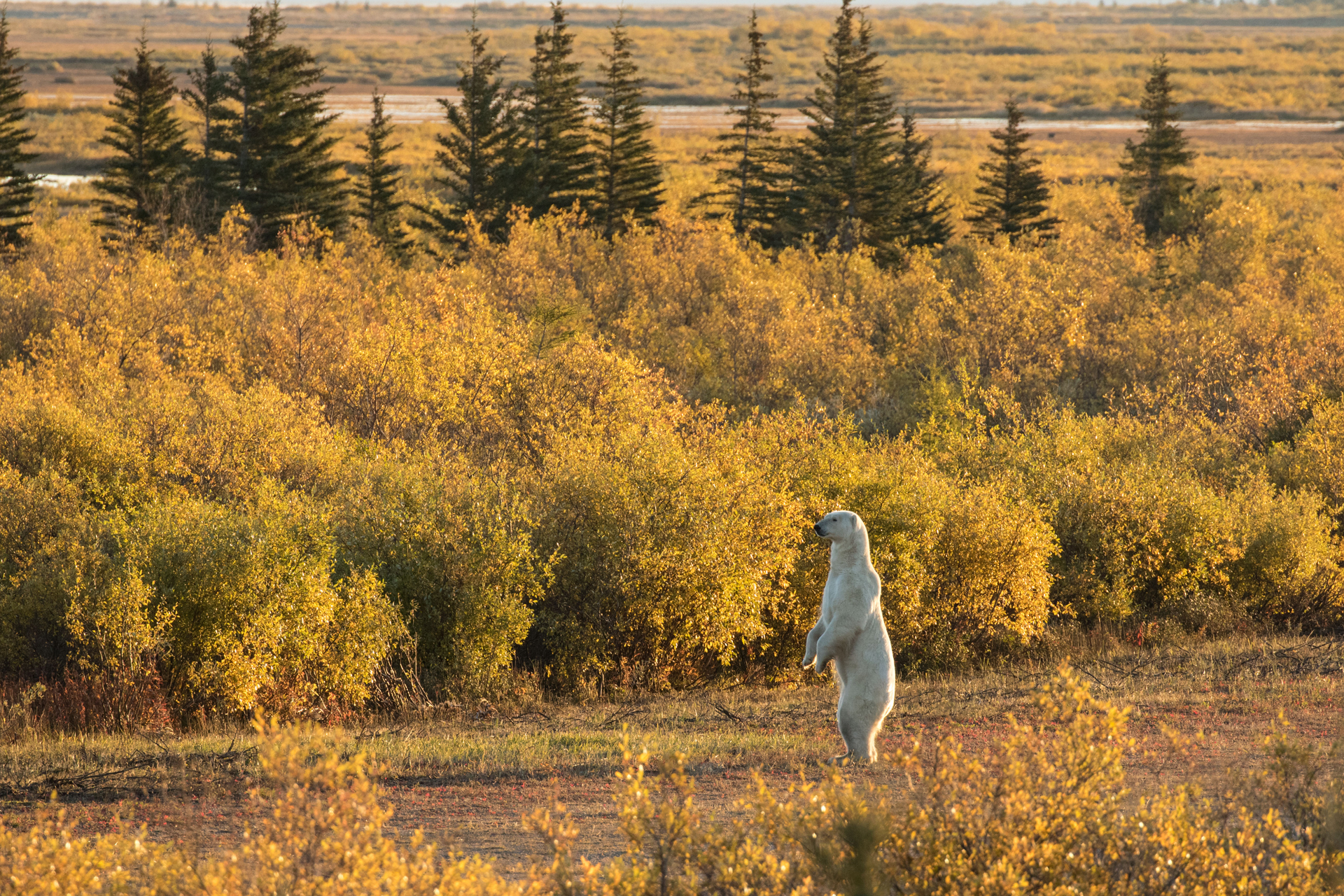 Polar bear on the lookout in fall colours at Nanuk. Susan Jenkins photo.
