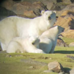 Polar bear mom and cubs. Seal River Heritage Lodge.