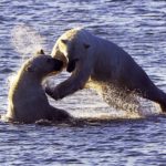 Polar bears playing in Hudson Bay. Seal River Heritage Lodge. Andreas Meyer Wernecke photo.