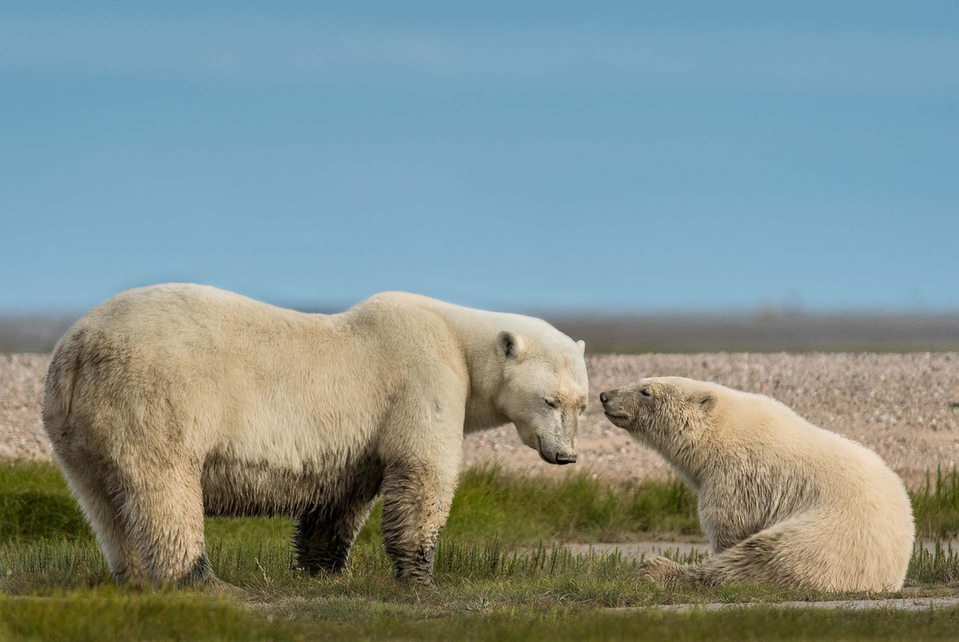 Tender moment at Nanuk Polar Bear Lodge. Christie Allen photo.