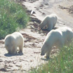 Three polar bears. Seal River Heritage Lodge.