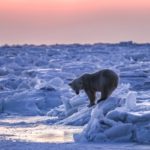 Polar bear alone on the ice. Seal River Heritage Lodge. Susan Portnoy photo.