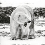 Scarbrow the polar bear at Dymond Lake Ecolodge. Dax Justin photo.