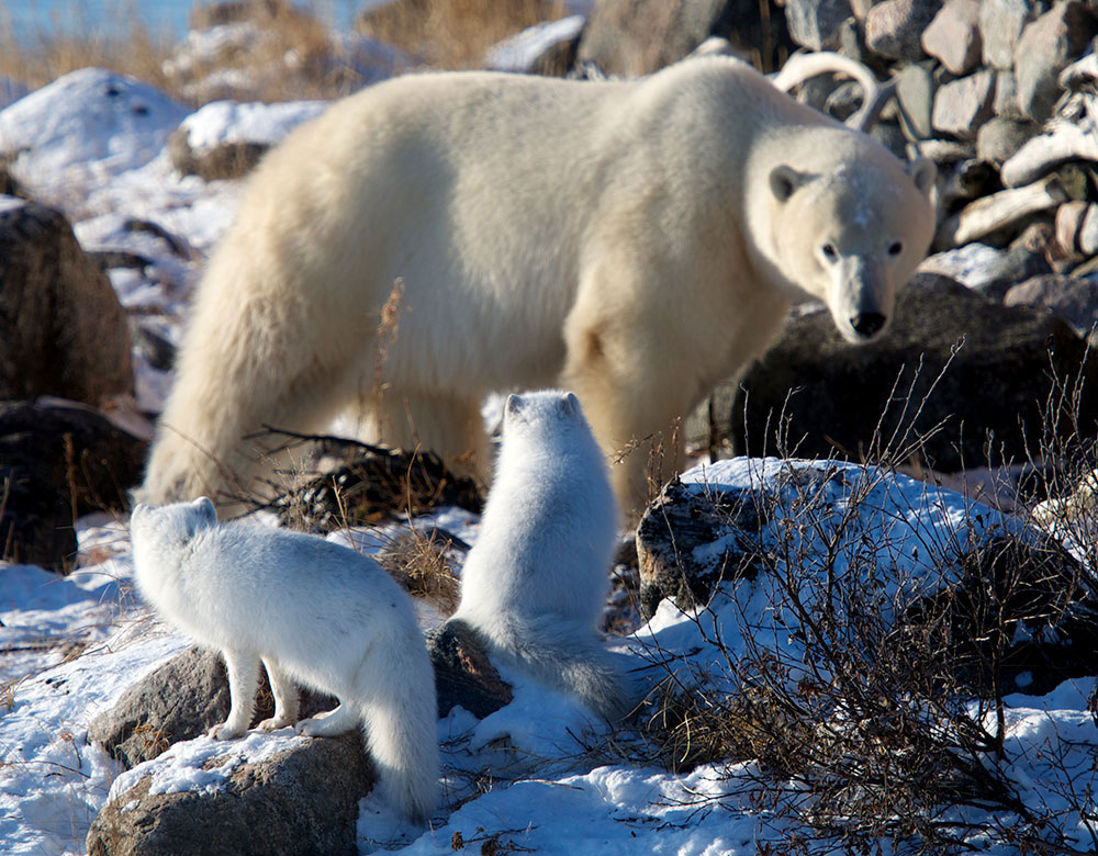 Polar bear eyes two Arctic foxes at Seal River Heritage Lodge. Lydia Attinger photo.