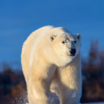 Polar bear Scarbrow on the move at Dymond Lake Ecolodge. Jianguo Xie photo.