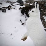 Arctic hare sees something. Seal River Heritage Lodge. Barbara York photo.