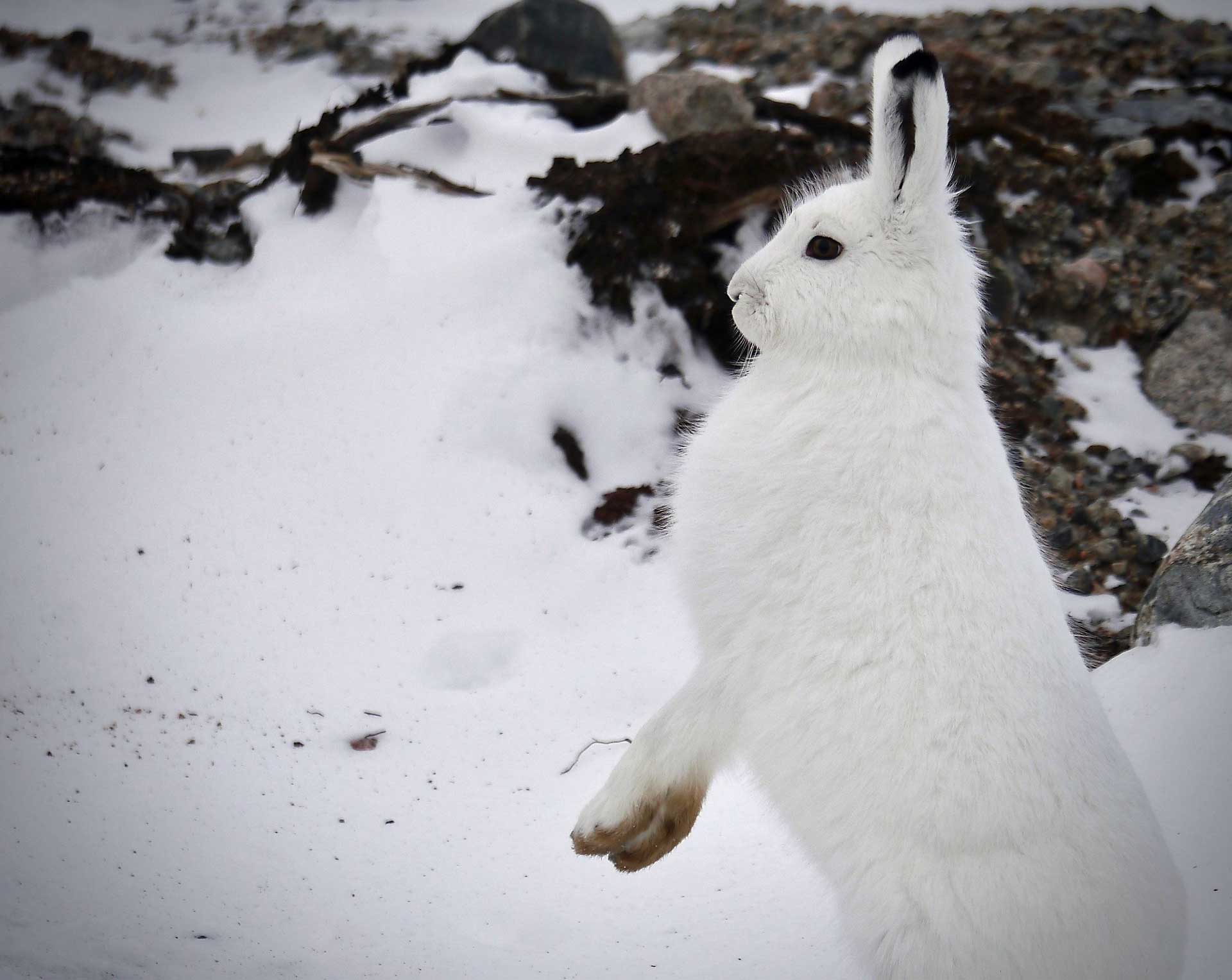 Arctic hare sees something. Seal River Heritage Lodge. Barbara York photo.