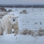 Big, healthy and powerful. Scarbrow the polar bear in his prime at Dymond Lake Ecolodge. Cyril and Sophie Bauer photo.