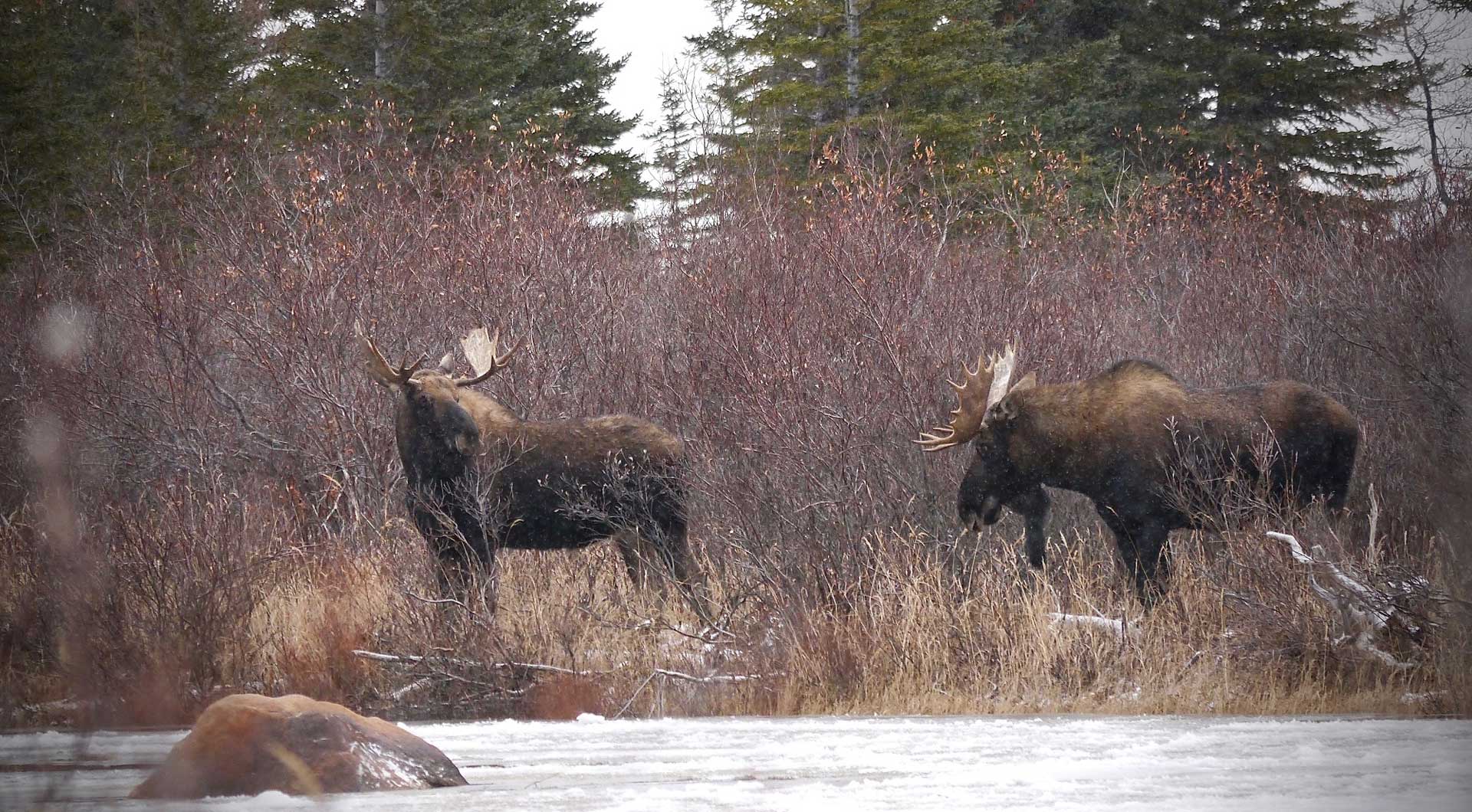 Two bull moose friends. Nanuk Polar Bear Lodge. Fall Dual Lodge Safari. Barbara York photo.