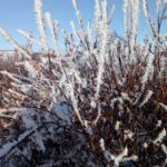 Frost on the willows. Seal River Heritage Lodge. Nicole Spinks photo.