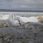 Ice forming on Hudson Bay. Seal River Heritage Lodge. Nicole Spinks photo.