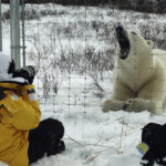 Guest photographing polar bear from inside the compound fence. Dymond Lake Ecolodge.