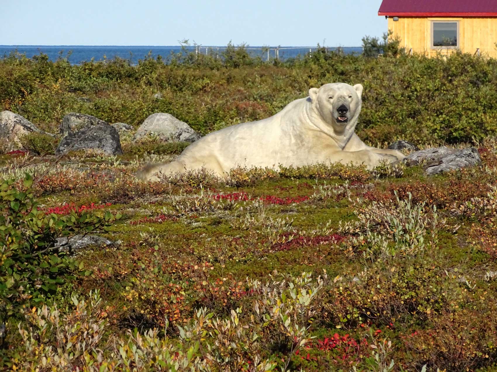 Polar bear in fall colours. Seal River Heritage Lodge. Photo courtesy of guests Sam and Frosty Frostman.