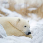 Content polar bear at Seal River Heritage Lodge. Dennis Fast photo.