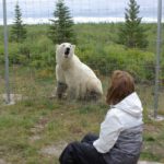 Guest talking to polar bear at compound fence. Nanuk Polar Bear Lodge. Christa Niederreither photo.