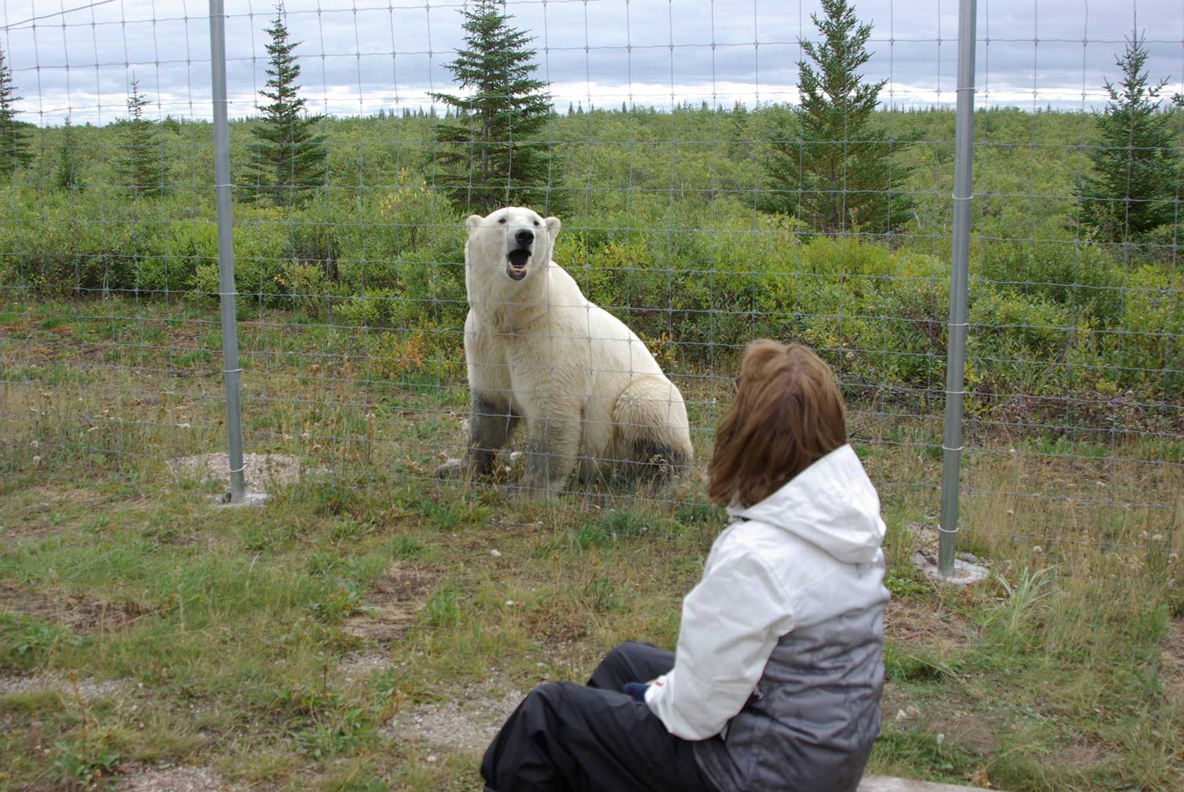 Guest talking to polar bear at compound fence. Nanuk Polar Bear Lodge. Christa Niederreither photo.