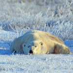 Ultimate relaxation for polar bear at Dymond Lake Ecolodge. Ruth Schneider photo.
