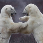 Polar bears sparring at Dymond Lake Ecolodge. Robert Postma photo.