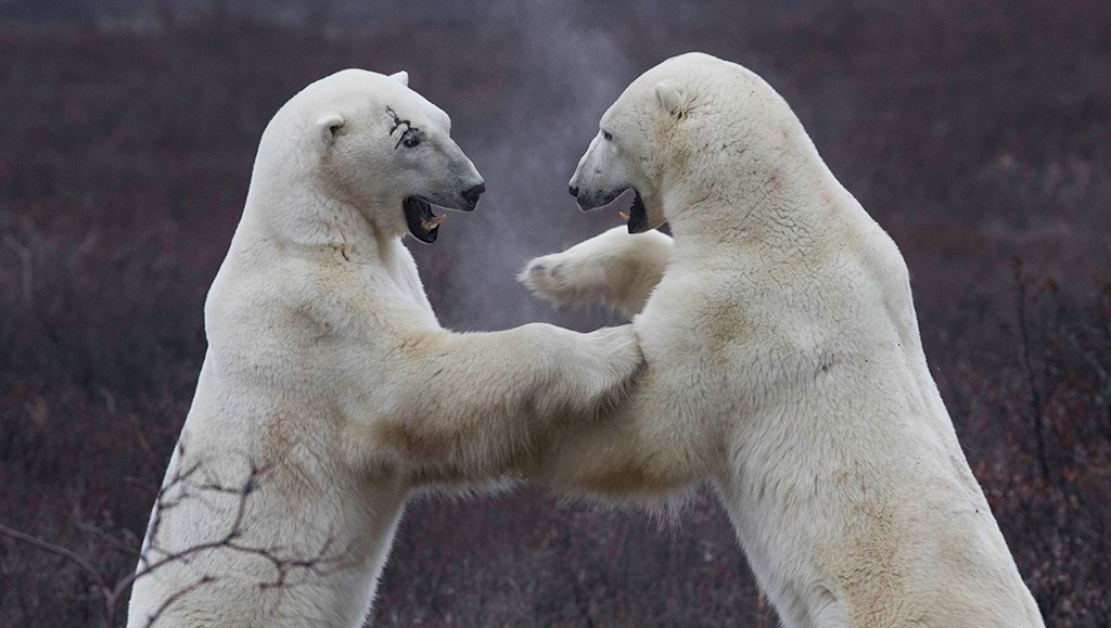 Polar bears sparring at Dymond Lake Ecolodge on the Great Ice Bear Adventure. Robert Postma photo.
