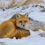 Red fox curled up at Dymond Lake Ecolodge. Dennis Fast photo.