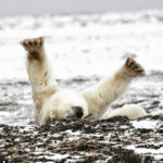 Scarbrow the polar bear rolling at Dymond Lake Ecolodge. Dax Justin photo.