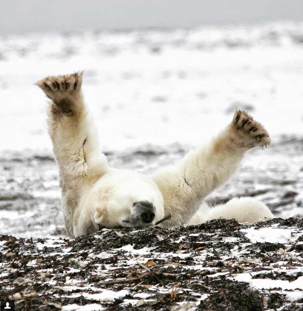 Scarbrow the polar bear rolling at Dymond Lake Ecolodge. Dax Justin photo.