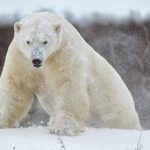 Big polar bear emerges from behind snowdrift at Dymond Lake Ecolodge. Robert Postma photo.