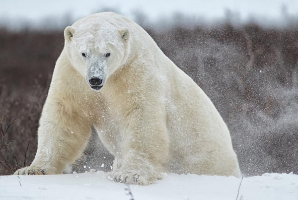 Big polar bear emerges from behind snowdrift at Dymond Lake Ecolodge. Robert Postma photo.