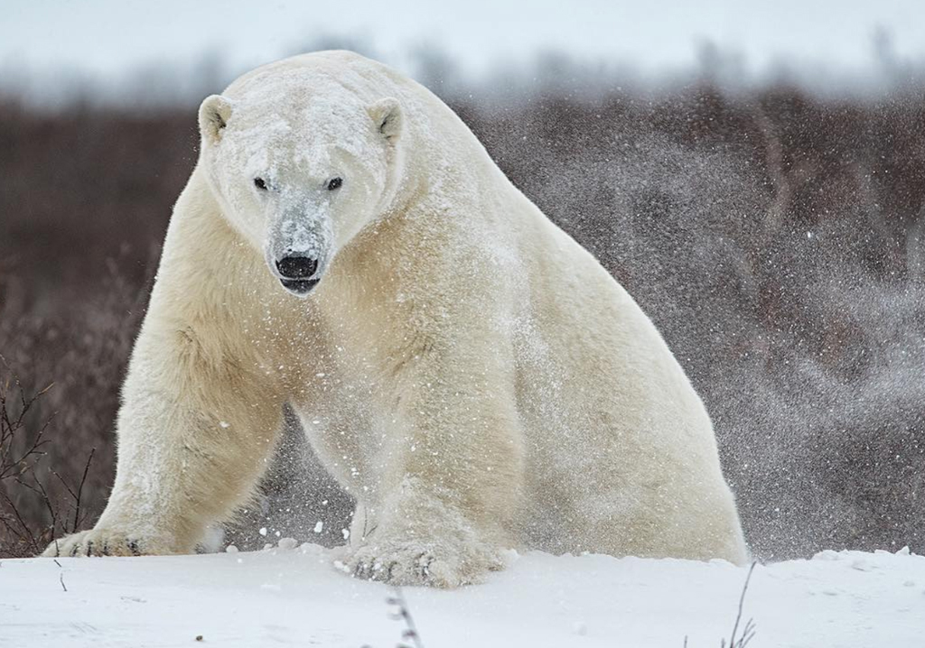 Big polar bear emerges from behind snowdrift at Dymond Lake Ecolodge. Robert Postma photo.