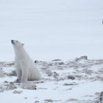 Polar bears sniffing the air at Seal River Heritage Lodge. Cyril and Sophie Bauer photo.