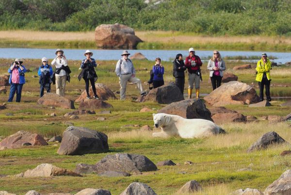 Guests observing polar bear during summer at Seal River Heritage Lodge. Quent Plett photo.