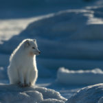Arctic fox. Peaceful day at Seal River Heritage Lodge.